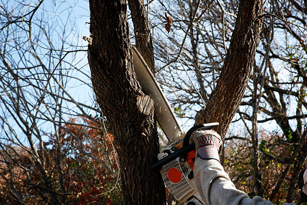  , USA Tree Services Pros